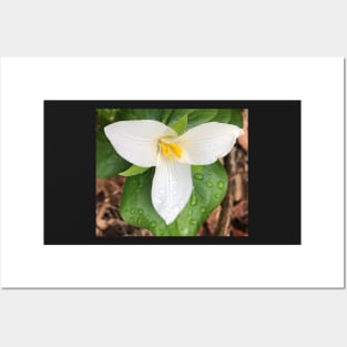 Tender Forest Spring Trillium Posters and Art